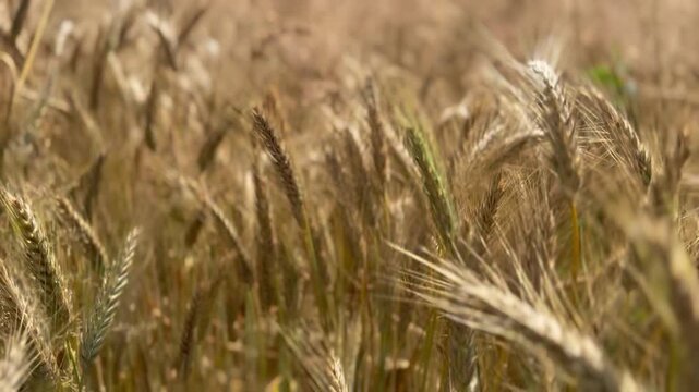 Reifes goldenes Getreidefeld im Sommer in Nahaufnahme - Reife goldene Getreide&auml;hren im sommerlichen Feld. Nahaufnahme der erntereifen Pflanzen als Motiv f&uuml;r Landwirtschaft, Ernte und Lebensmittelprodu