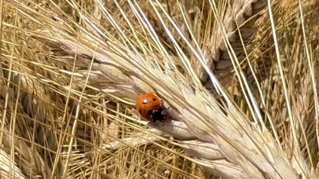 Seven-spot ladybug walking on ripe barley ear in summer field - Macro video of a seven-spot ladybug (Coccinella septempunctata) walking on a ripe barley ear in a golden summer field. Symbol of biodive