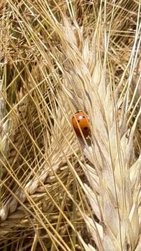 Vertical close-up of seven-spot ladybug walking on ripe barley ear