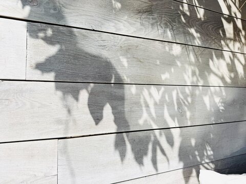Leaf shadows on white wooden planks in sunlight
