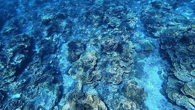 Expansive plate coral (Merulina, Montipora) garden stretches across the reef at Bali, Gili Islands. The intricate natural patterns highlight the pristine beauty of Indonesia&rsquo;s marine world.
