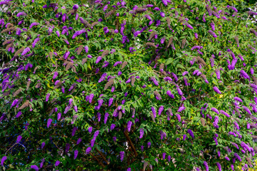 Selective focus of violet blue flowers Summer lilac (Vlinderstruik) Buddleja davidii, Butterfly-bush or Orange eye is a species of flowering plant in the family Scrophulariaceae, Natural background. © Sarawut