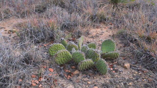 Cactus Opuntia polyacantha (Plains Prickly Pear). This cold hardy cactus species is widely distributed in regions such as Oklahoma, USA.