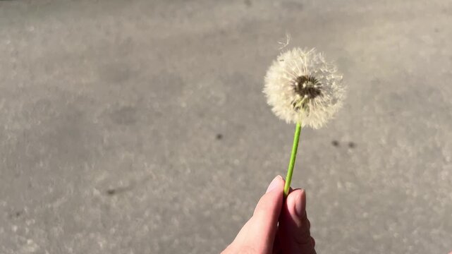 Person blowing dandelion seeds off the stem held in hand over grey asphalt background