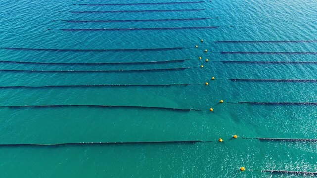 Lines of floating structures are arranged in the water to support mussel farming. This site is used for growing shellfish and harvesting them later.