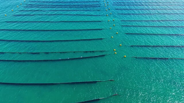 Mussel farm shows long lines in water with yellow buoys marking the setup. The farm is active with farming in clear water. It is a sunny day with no clouds visible.