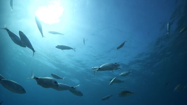 fish scenery underwater sun beams sun rays underwater mediterranean sea sun shine relaxing ocean scenery