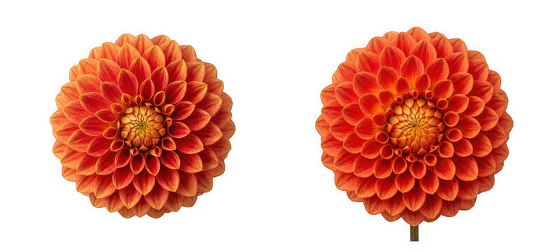 Two vibrant orange dahlia flowers with intricate petal patterns isolated on transparent background