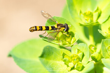 Syrphe porte-plume posé sur une feuille verte, macrophotographie nature