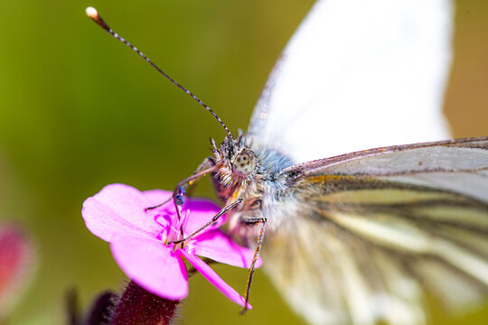 D&eacute;tail des yeux et des antennes d'un papillon blanc butinant une fleur rose, macrophotographie nature