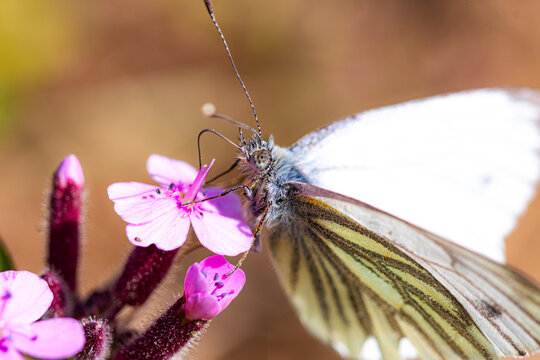 Macrophotographie extr&ecirc;me de la t&ecirc;te d'un papillon blanc sur une fleur rose, macrophotographie nature