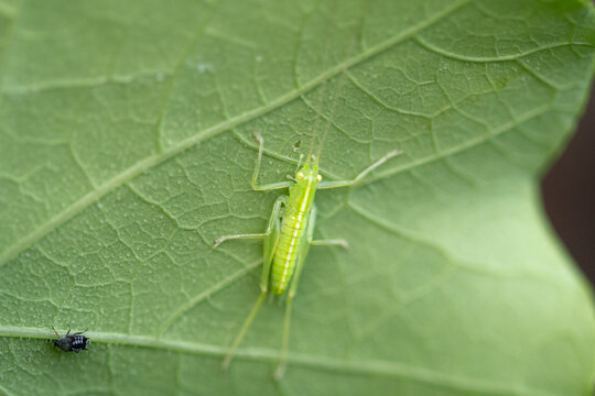 Petite sauterelle verte camoufl&eacute;e sous une grande feuille, macrophotographie nature