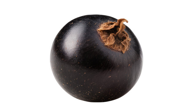 Isolated ripe blackcurrant fruit with blossom end detail, fresh and juicy, studio shot