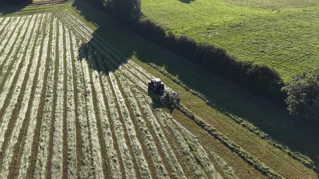 4K Tractor Turning Hay for Drying in Agricultural Field