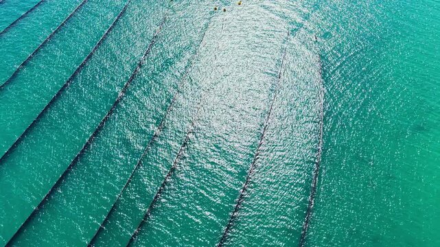 Mussel farm is shown in clear water with long lines stretching across the ocean. Bright sunlight reflects off the surface. Workers tend to the farm during the day.