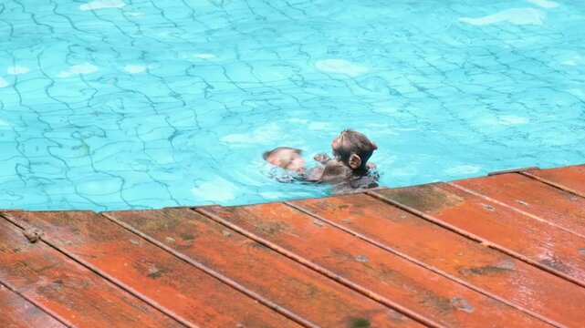 baby macaque swims and dunks another macaque in pool on hot day. playful macaque wrestles in water to cool down. young macaque enjoys swimming in reserve habitat