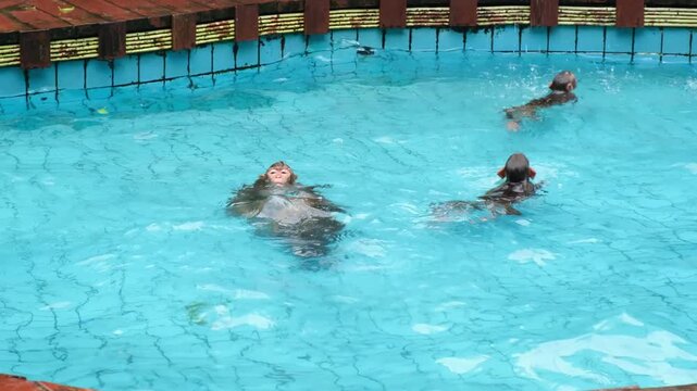playful macaque jumps into pool and wrestles with another macaque on hot summer day. funny macaque enjoys water play in reserve. active macaque beats heat through swimming in habitat