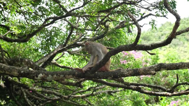 swinging macaque on tree branch in nature reserve. playful macaque enjoys movement in forest habitat. relaxed macaque demonstrates agility in natural environment
