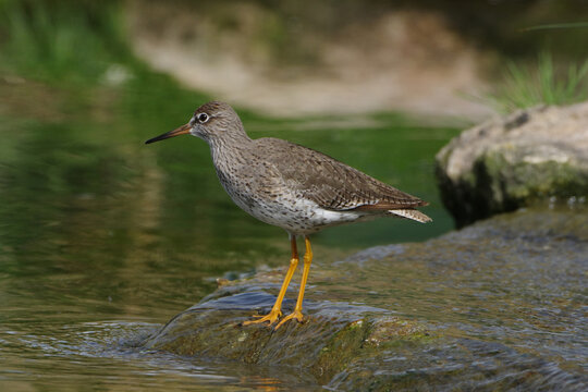 Common redshank (Tringa totanus) standing on a wet rock by the river water