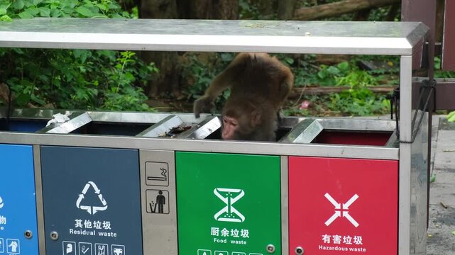 macaque searches in organic waste bin for food looking around furtively. cautious macaque rummages in recycling container. hungry macaque scavenges in trash bin