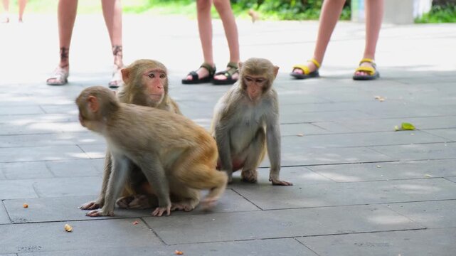 mother macaque holds baby and protects infant from fighting teenager nearby. protective macaque sits among human legs in park. large family of macaque needs safe space for good upbringing