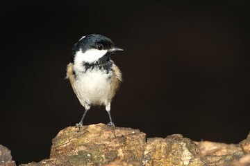 Coal tit bird (Periparus ater) perched on a textured stone looking aside, isolated on a dark solid background © Badr