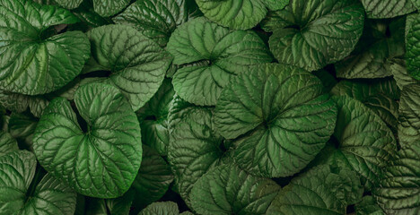 Fototapeta premium Top view of a plant's dense, deep green leaves. Nature concept, atmospheric botanical background, natural texture.