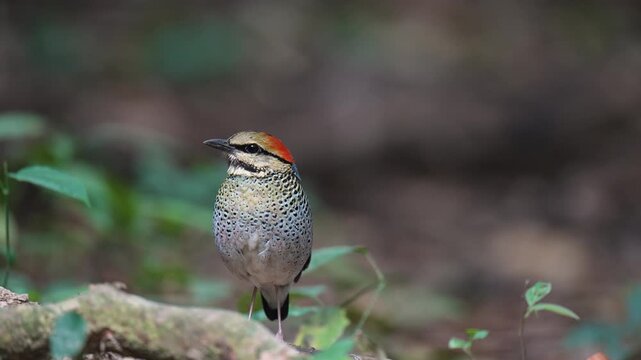 Blue Pitta (Pitta cyanea) bird feeding on meal worms in the forest.
