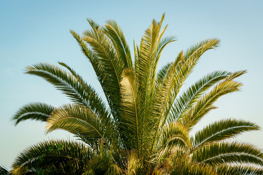 A palm tree in Corona Del Mar, Newport Beach, California