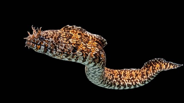 dragon eel isolated on black background underwater close up video
