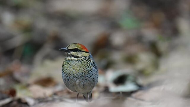 Blue Pitta (Pitta cyanea) bird feeding on meal worms in the forest.