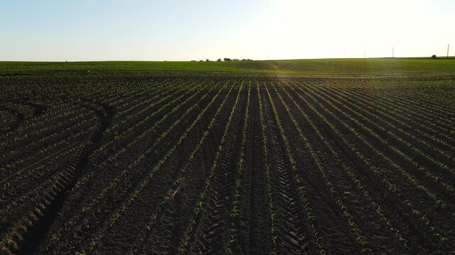 Drone flying over a vast agricultural corn field with young seedlings growing in neat rows at sunset
