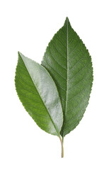 Fototapeta premium Green cherry tree leaves on transparent background