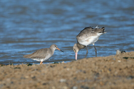 Common Redshank and Spotted Redshank foraging together in shallow water on a sandy shore