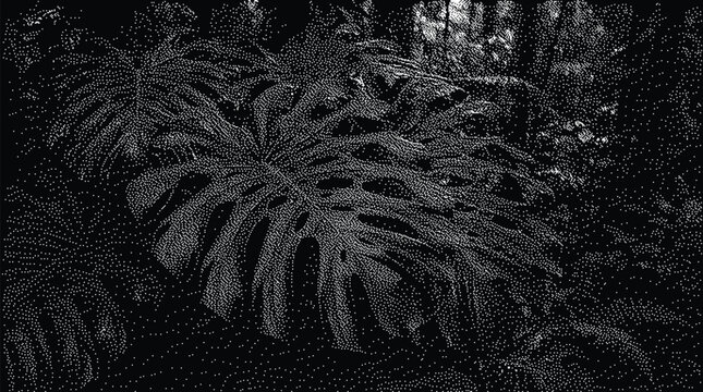Closeup of a large monstera deliciosa leaf in a lush tropical forest