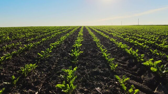 Green sugar beet seedlings growing in rows in an agricultural field on a sunny day with blue sky in the background