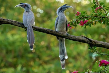 Two majestic grey hornbill birds perched gracefully upon a sturdy weathered wooden branch while showcasing their long elegant tail feathers and sharp curved beaks amidst a soft natural vibrant green f © Ghayas