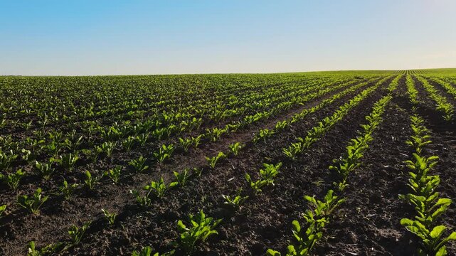 Green sugar beet seedlings growing in a vast agricultural field under a clear blue sky in the morning sunlight