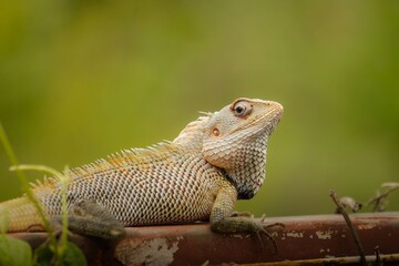 Fototapeta premium Oriental garden lizard displaying intricate textured scales and sharp spiky crest while resting calmly on a weathered rusty metal surface during a bright afternoon captured with a shallow depth of fie