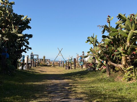 Litoral Brasileiro Paisagens vegeta&ccedil;&atilde;o e detalhes