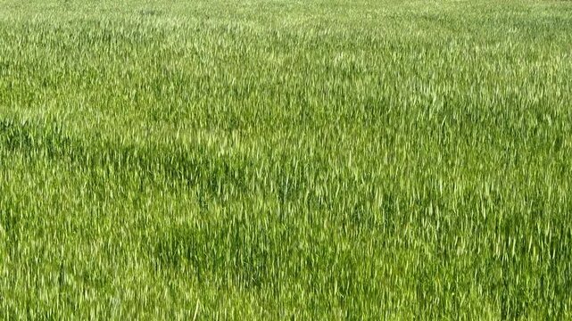 Green wheat field swaying in wind