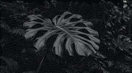 Monstera deliciosa leaf with natural texture in a dark tropical garden © vectolab