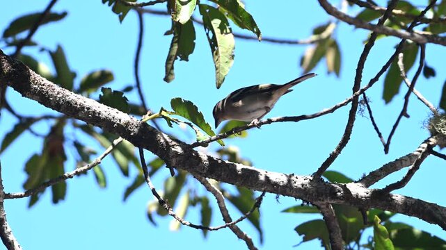 Canary Islands Chaffinch (Fringilla canariensis) Moving Along Tree Branches in Tenerife Spain