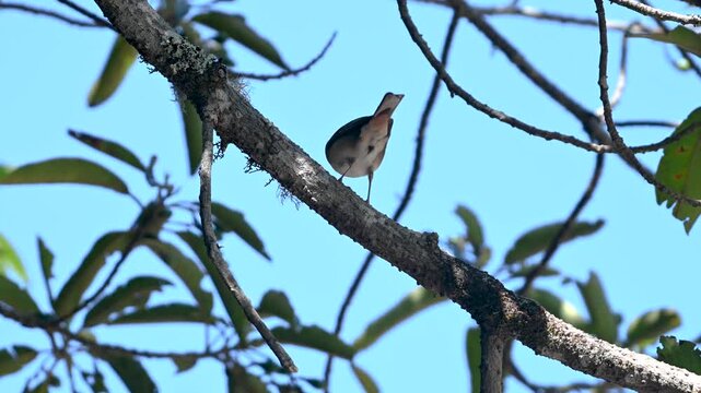 Canary Islands Chaffinch (Fringilla canariensis) Feeding on Tree Branches in Tenerife Spain