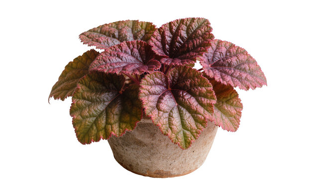 Isolated vibrant Begonia houseplant with colorful red and green textured ruffled leaves in a decorative pot.