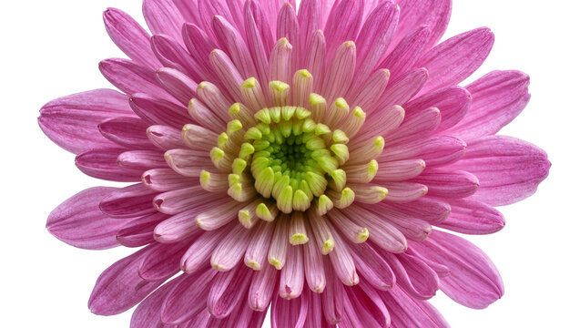 Isolated closeup of a vibrant pink flower with a yellow green center and delicate petals