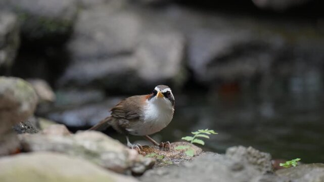 White-browed Scimitar (Babbler Pomatorhinus schisticeps)drinking water in the pond.