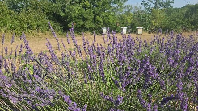 Abeilles butinant des fleurs de lavande dans un champ de lavande en pleine floraison, ruches en arri&egrave;re-plan, paysage rural d'apiculture, ambiance proven&ccedil;ale, lumi&egrave;re naturelle, sc&egrave;ne champ&ecirc;tre