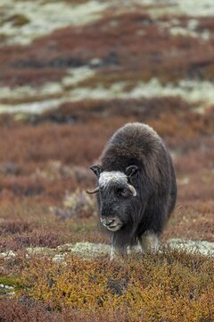 The horn size of this 2-year-old musk ox (Ovibos moschatus) is impressive, baby animals, autumn, autumn landscape, Ruska, Tundra landscape, September, Norway