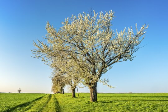 A dirt road leads through a field landscape with green fields in spring, blooming cherry trees along the way, Burgenlandkreis, Saxony-Anhalt, Germany